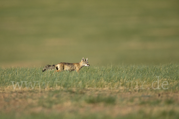 Steppenfuchs (Vulpes corsac)