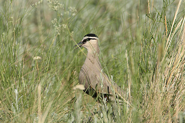 Steppenkiebitz (Vanellus gregarius)