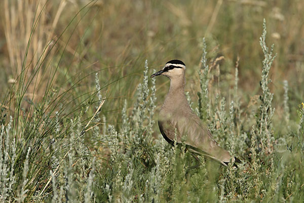 Steppenkiebitz (Vanellus gregarius)