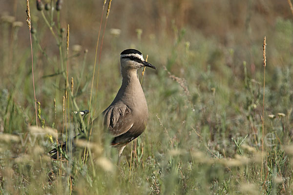 Steppenkiebitz (Vanellus gregarius)