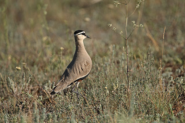 Steppenkiebitz (Vanellus gregarius)