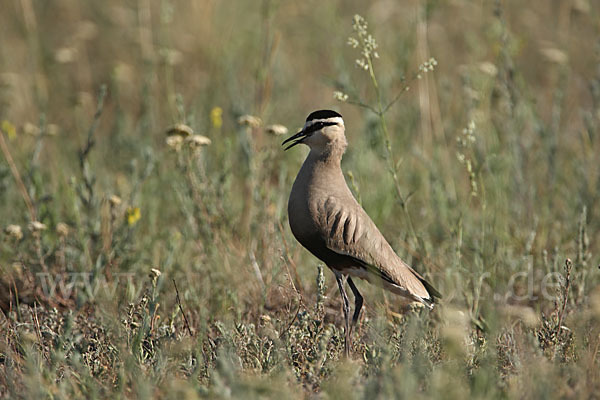 Steppenkiebitz (Vanellus gregarius)