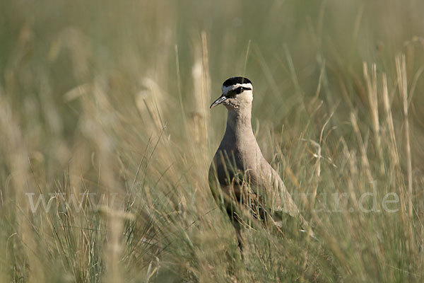 Steppenkiebitz (Vanellus gregarius)