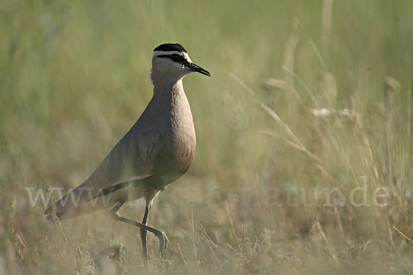 Steppenkiebitz (Vanellus gregarius)