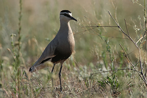 Steppenkiebitz (Vanellus gregarius)