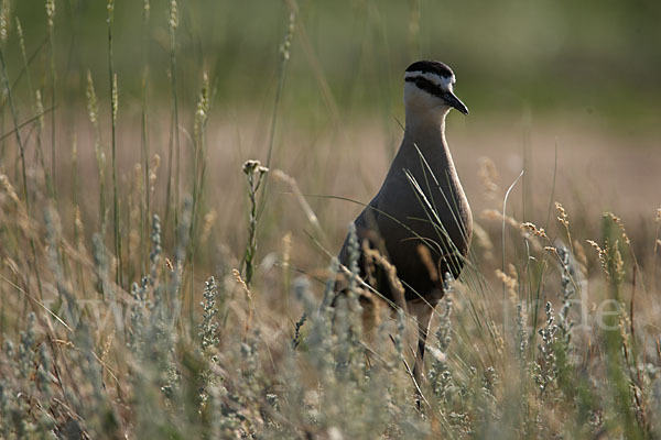 Steppenkiebitz (Vanellus gregarius)