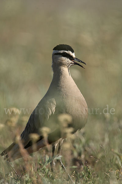 Steppenkiebitz (Vanellus gregarius)