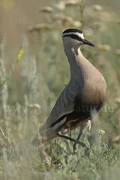 Steppenkiebitz (Vanellus gregarius)