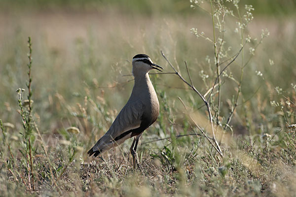 Steppenkiebitz (Vanellus gregarius)