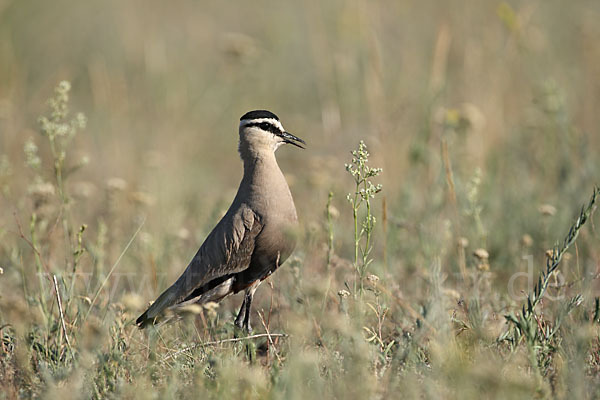 Steppenkiebitz (Vanellus gregarius)