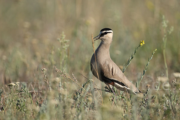 Steppenkiebitz (Vanellus gregarius)