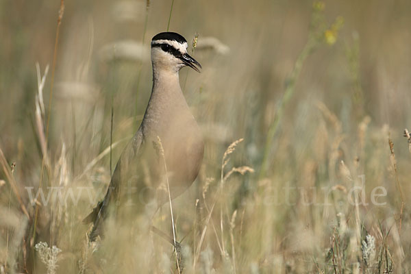 Steppenkiebitz (Vanellus gregarius)
