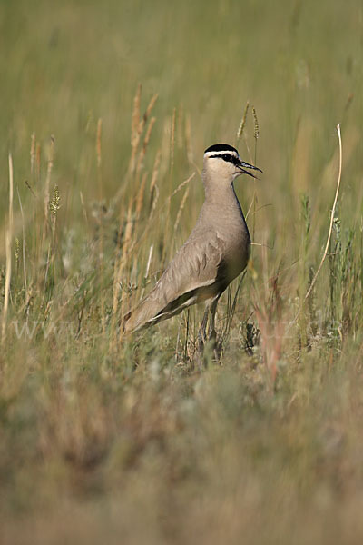 Steppenkiebitz (Vanellus gregarius)