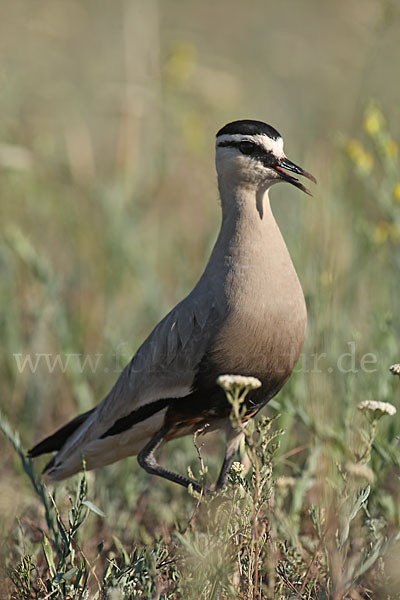 Steppenkiebitz (Vanellus gregarius)