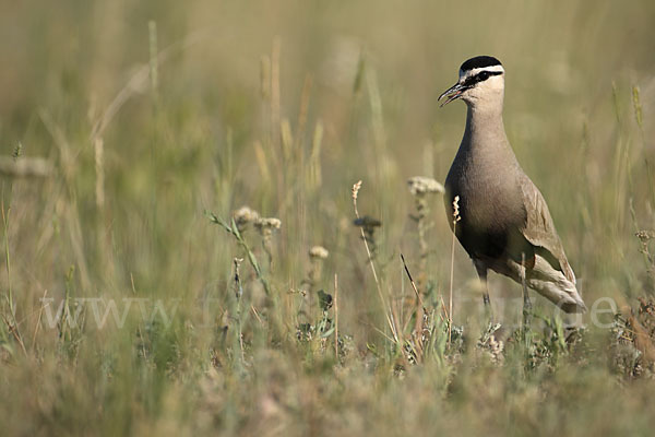 Steppenkiebitz (Vanellus gregarius)