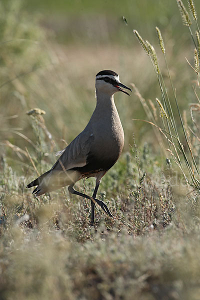 Steppenkiebitz (Vanellus gregarius)