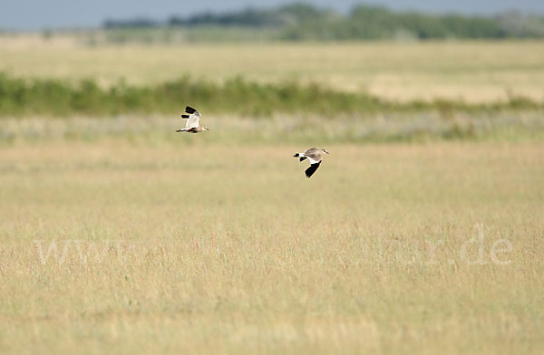 Steppenkiebitz (Vanellus gregarius)