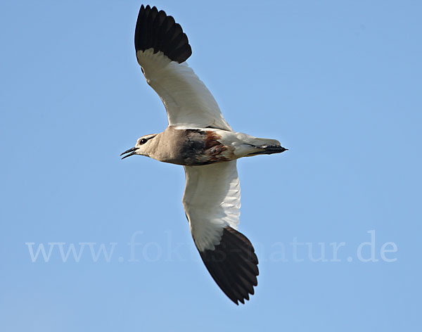 Steppenkiebitz (Vanellus gregarius)