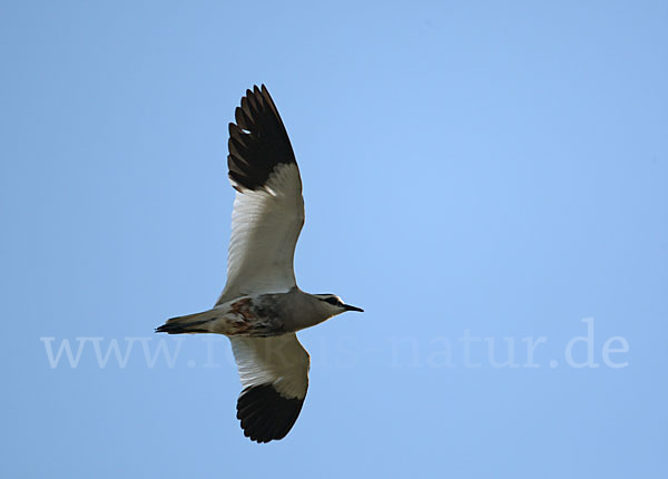 Steppenkiebitz (Vanellus gregarius)