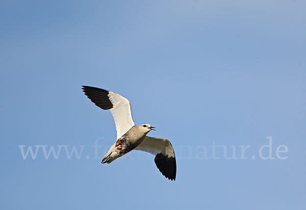 Steppenkiebitz (Vanellus gregarius)