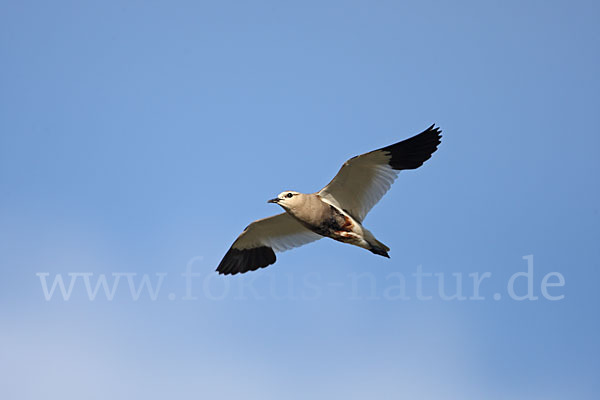 Steppenkiebitz (Vanellus gregarius)