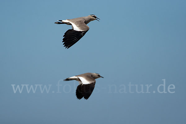 Steppenkiebitz (Vanellus gregarius)