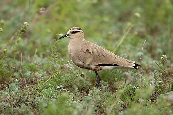 Steppenkiebitz (Vanellus gregarius)