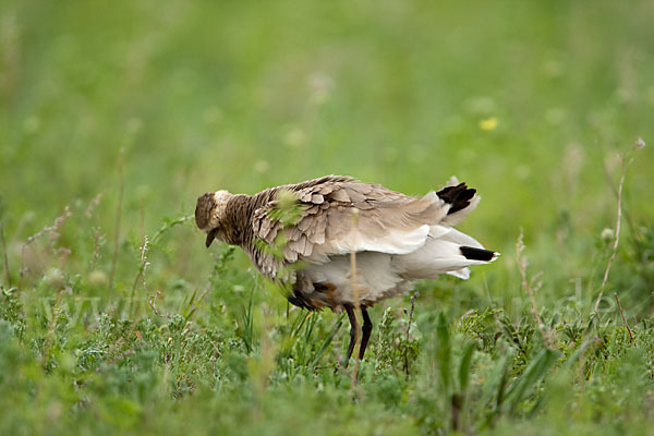 Steppenkiebitz (Vanellus gregarius)