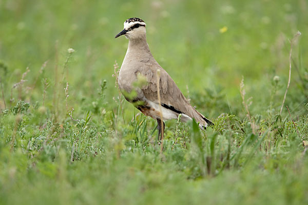 Steppenkiebitz (Vanellus gregarius)