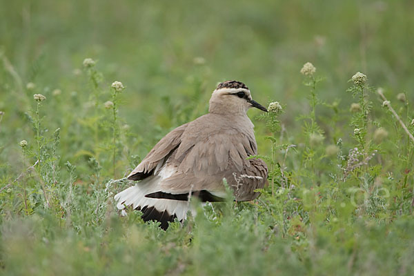 Steppenkiebitz (Vanellus gregarius)