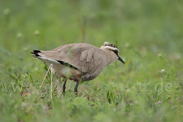 Steppenkiebitz (Vanellus gregarius)