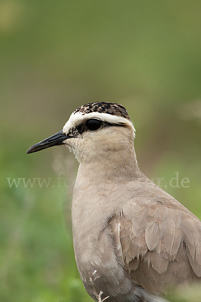 Steppenkiebitz (Vanellus gregarius)