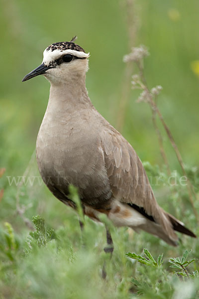 Steppenkiebitz (Vanellus gregarius)