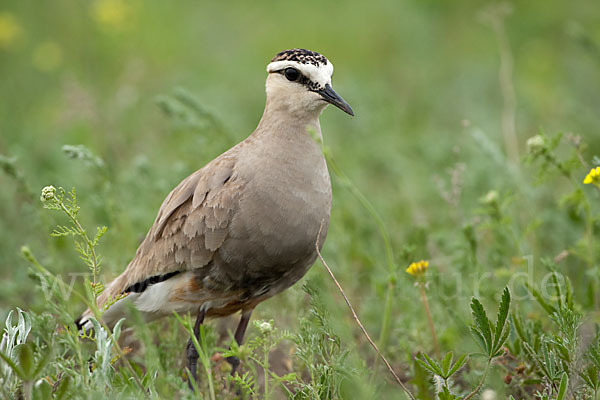 Steppenkiebitz (Vanellus gregarius)