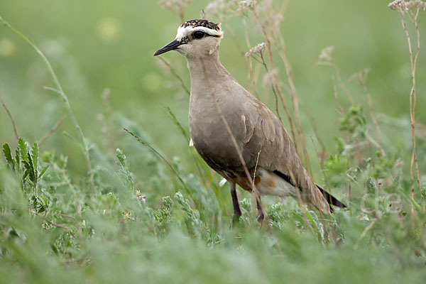 Steppenkiebitz (Vanellus gregarius)