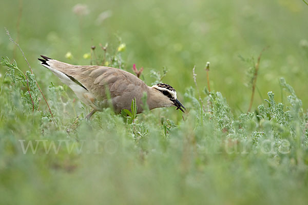 Steppenkiebitz (Vanellus gregarius)