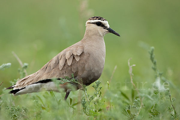 Steppenkiebitz (Vanellus gregarius)