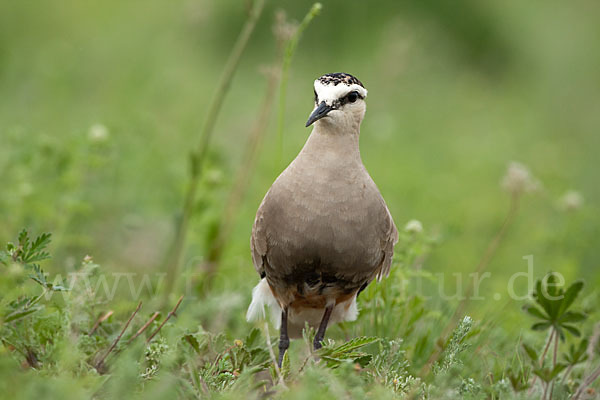 Steppenkiebitz (Vanellus gregarius)