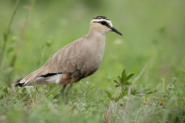 Steppenkiebitz (Vanellus gregarius)