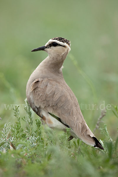 Steppenkiebitz (Vanellus gregarius)