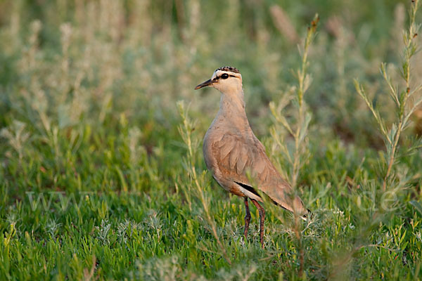 Steppenkiebitz (Vanellus gregarius)