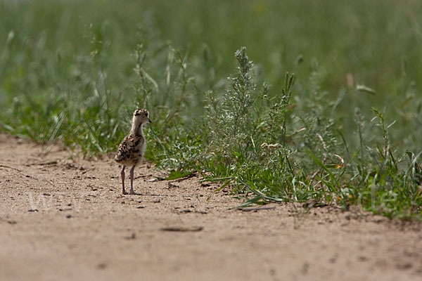 Steppenkiebitz (Vanellus gregarius)