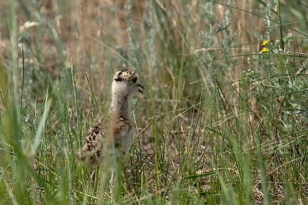 Steppenkiebitz (Vanellus gregarius)