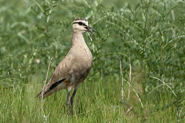 Steppenkiebitz (Vanellus gregarius)