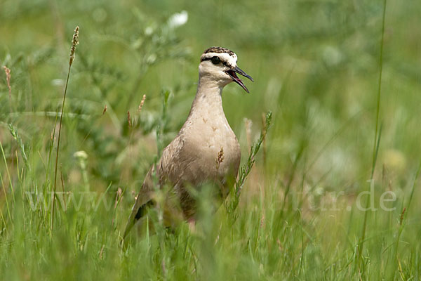 Steppenkiebitz (Vanellus gregarius)