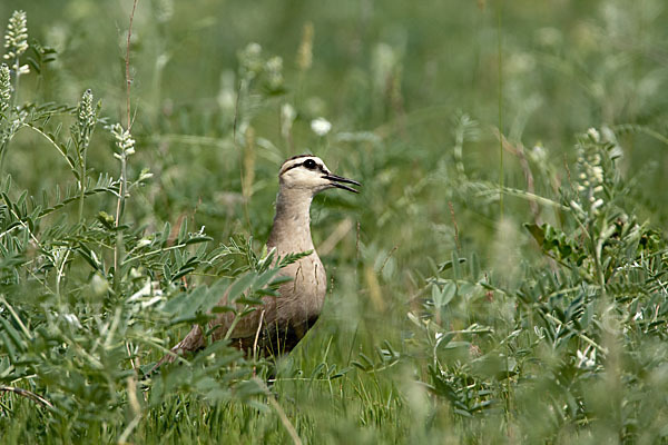 Steppenkiebitz (Vanellus gregarius)