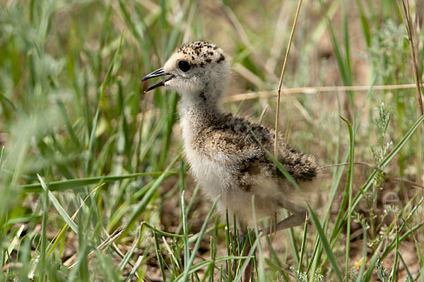 Steppenkiebitz (Vanellus gregarius)