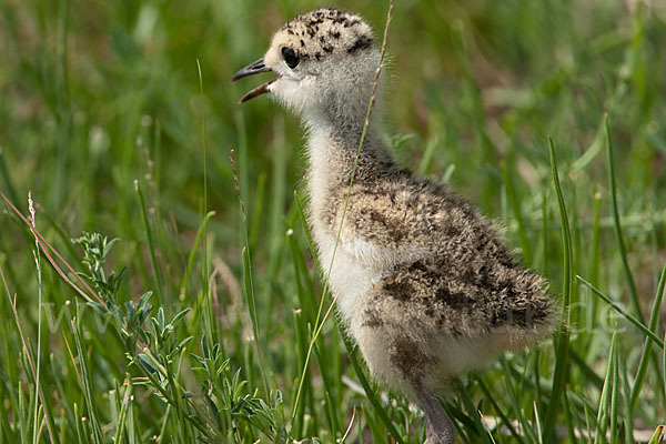 Steppenkiebitz (Vanellus gregarius)