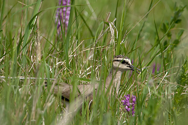 Steppenkiebitz (Vanellus gregarius)