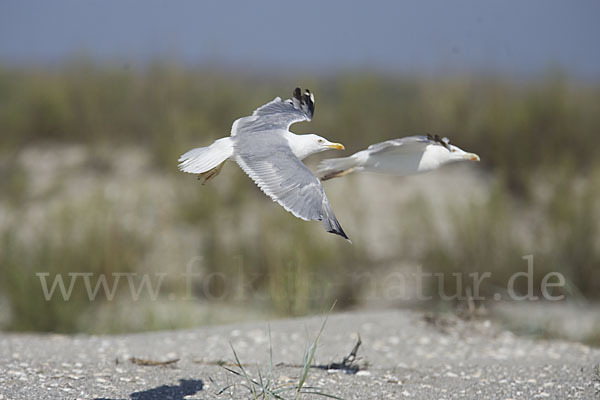 Steppenmöwe (Larus cachinnans)